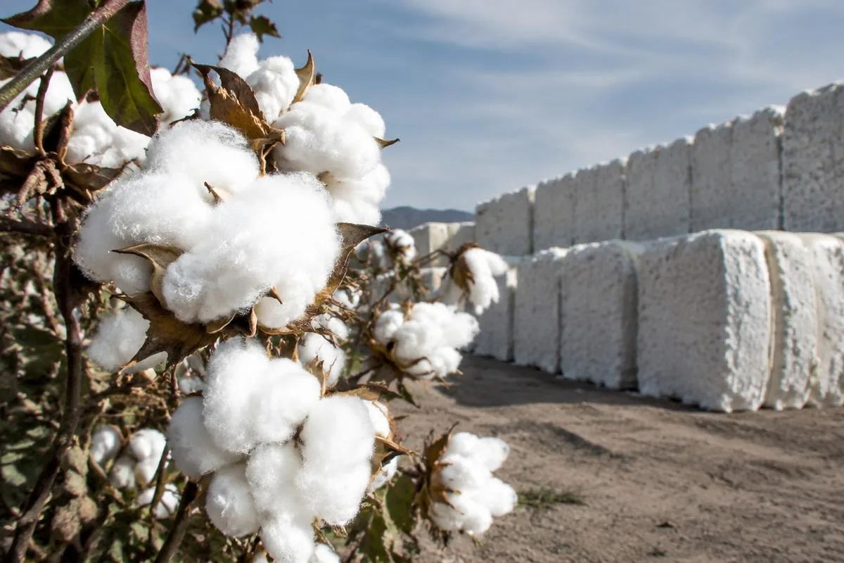 Raw cotton bales for export
