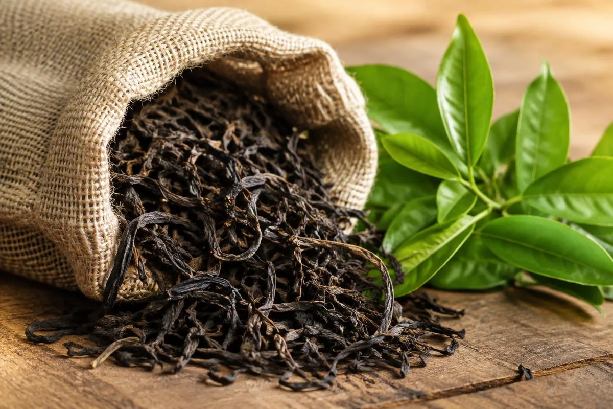 Dried tea leaves for export