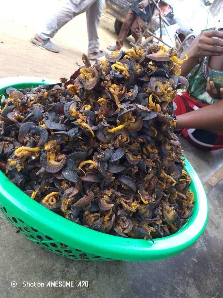 Fresh Snails — Export Grade