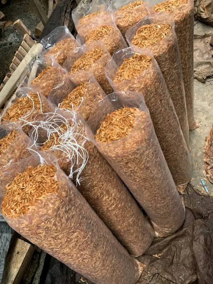 Golden Crayfish Harvest